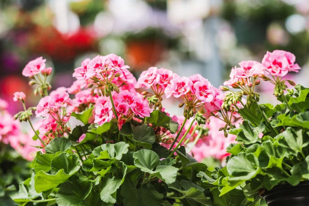 Creekside Gardens Pink Geraniums